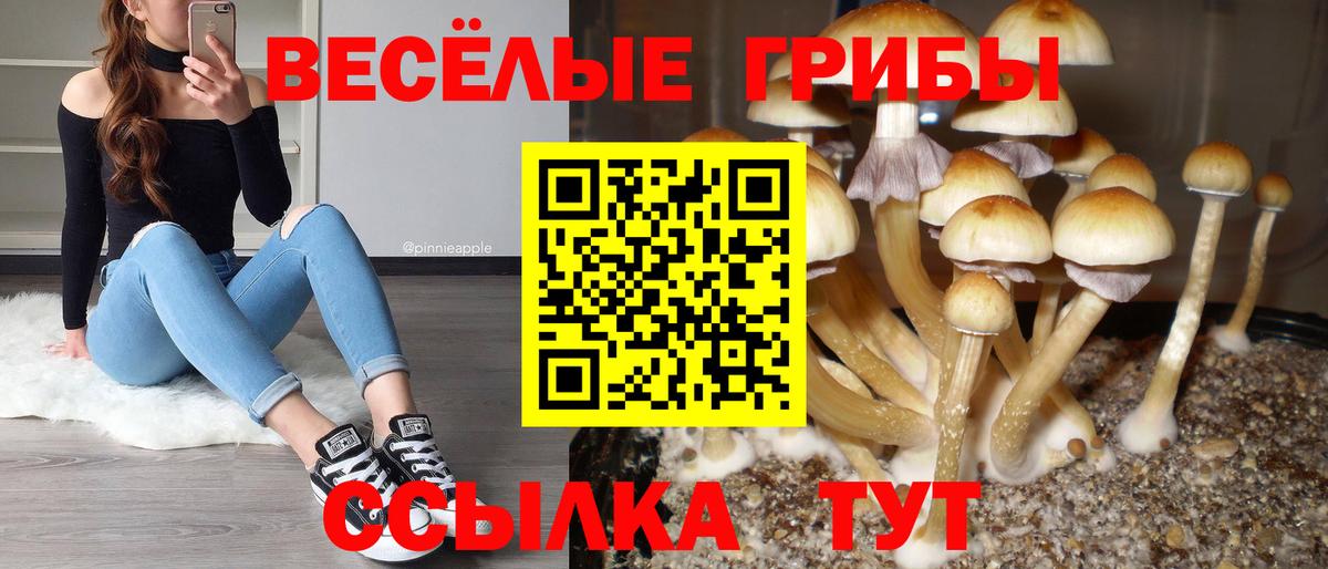 Галлюциногенные грибы Psilocybine cubensis Богородск